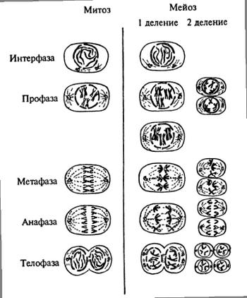 Мітоз і мейоз