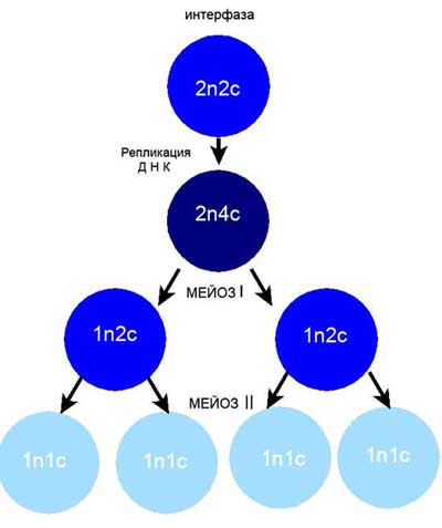 Суть мейозу