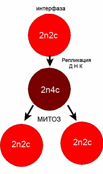 Суть мітозу