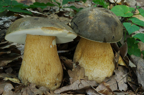 Білий гриб темно-бронзовий