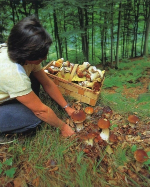 Вирощування білих грибів