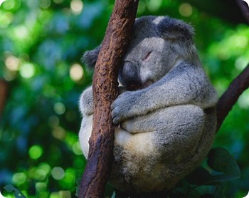 коала