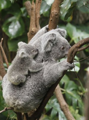 коала
