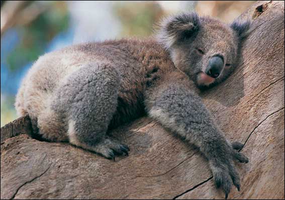 Koala on a tree