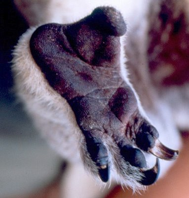 коала