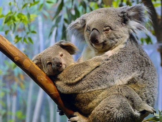 Koala