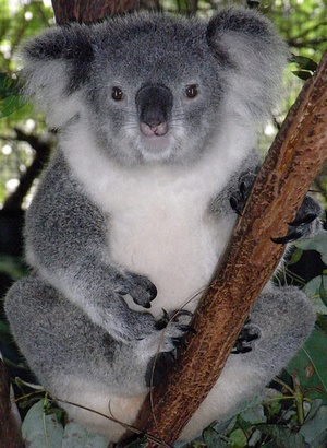 Koala