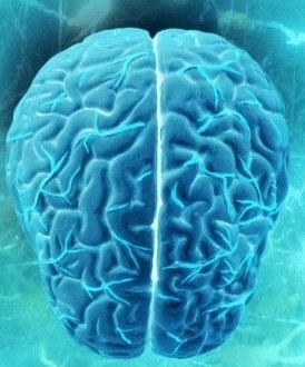 Мозги
