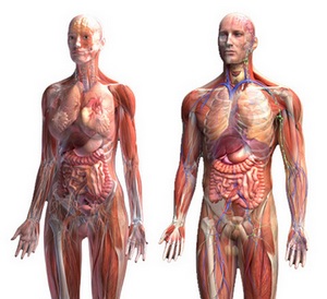 анатомія людини