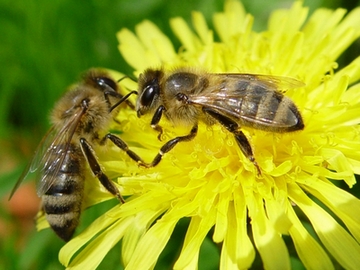 Бджола: опис, розмноження, спосіб життя, цікаві факти