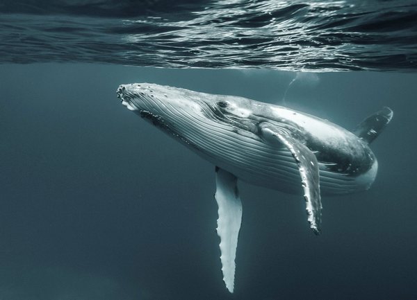 горбатий кит