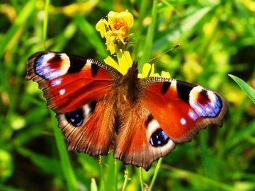 Как спасаются бабочки