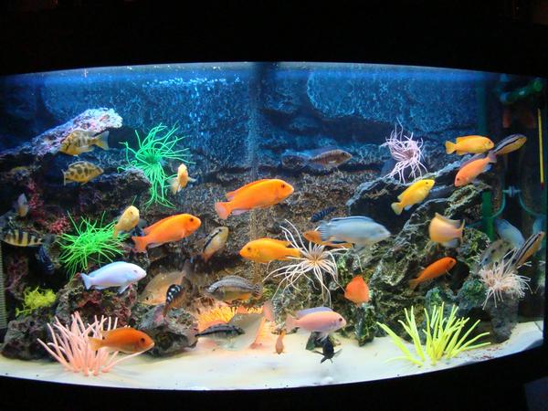 акваріум