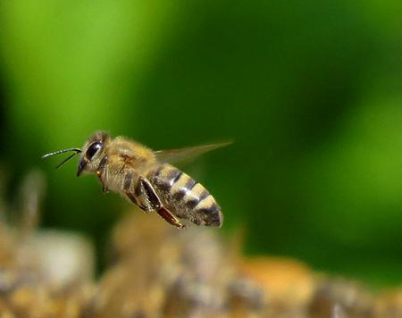політ бджоли