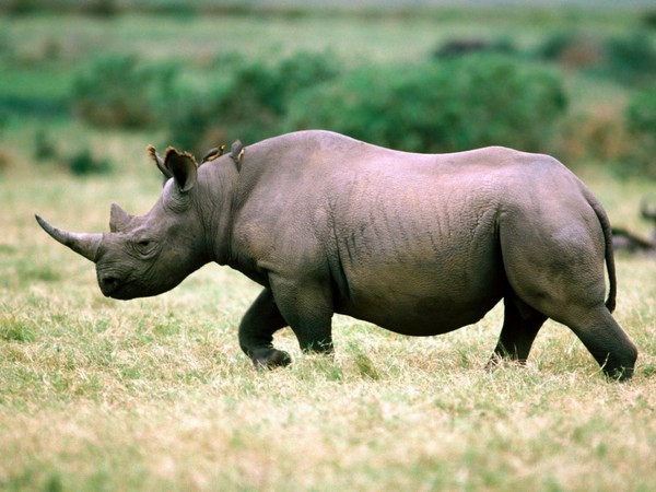 Rhino