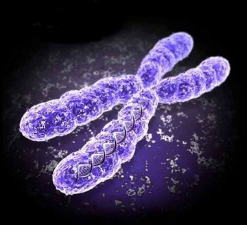 Chromosome