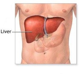 Печінка та нирки