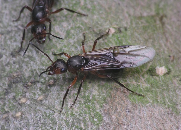 крилаті мурахи
