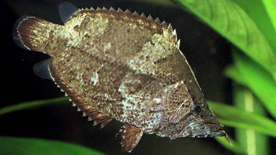 Риба лист