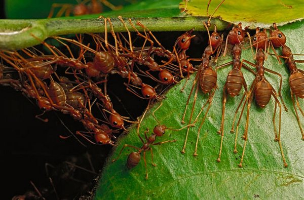 тропічні мурахи-кравці