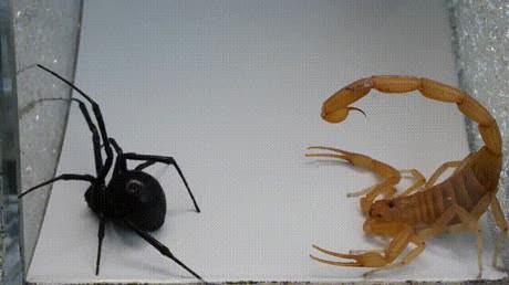 скорпион против черной вдовы