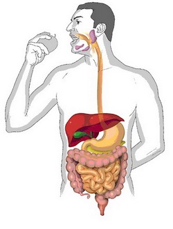 пищеварение