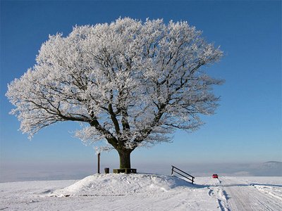 дерево зимой