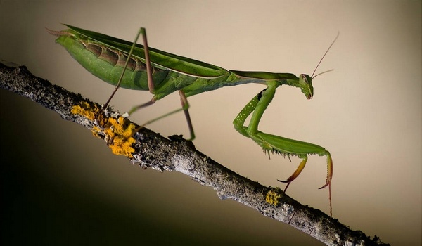 Praying Mantis