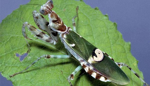 Mantis Creobroter Meleagris