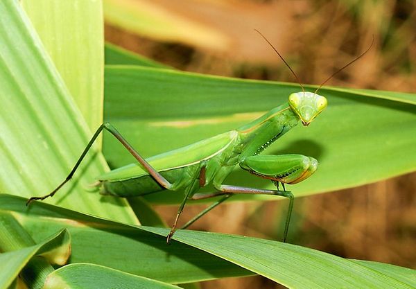 European Mantis