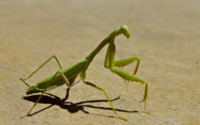 Praying Mantis