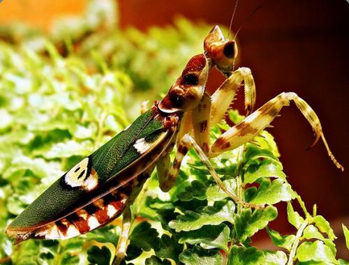 Indian Flower Praying Mantis