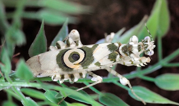 Spiny Flower Praying Mantis