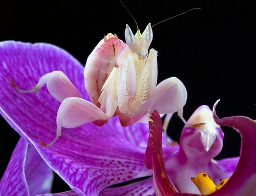 Orhideynyiy bogomol