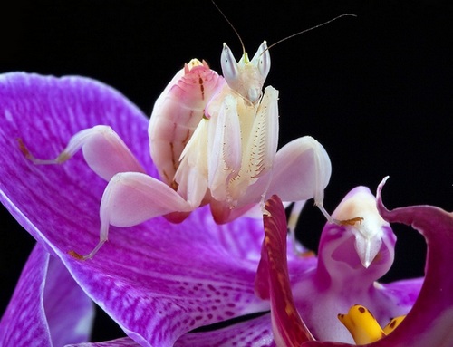 Orchid Mantis