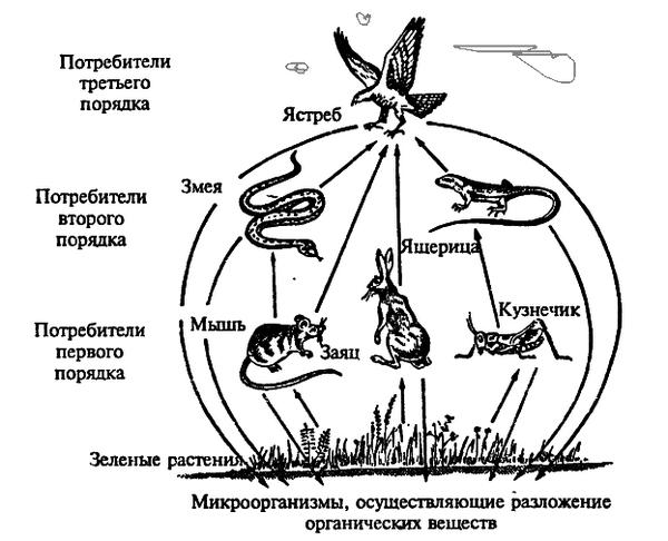 Ланцюги живлення