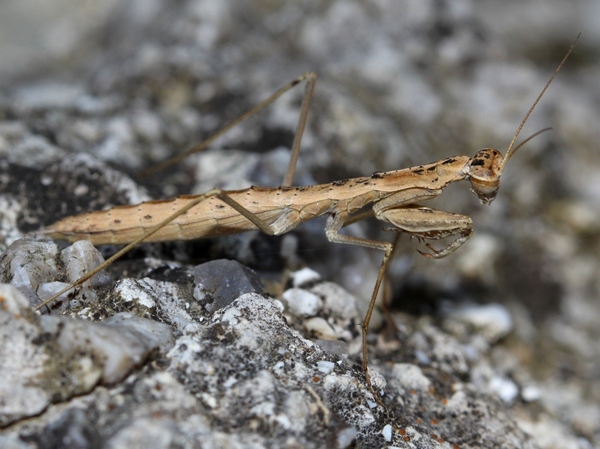 Earthen Mantis