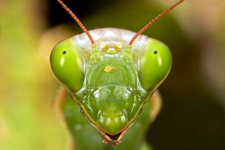 Praying Mantis