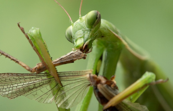 Praying mantis eating