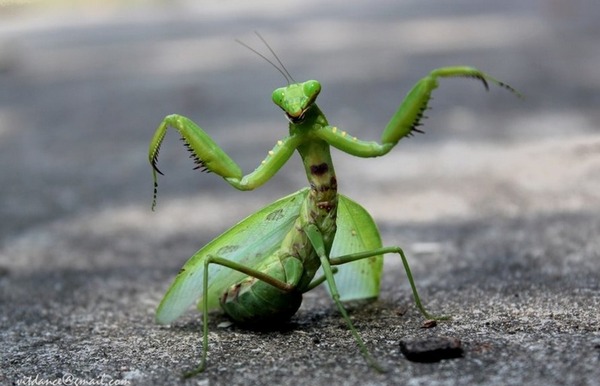 Praying Mantis