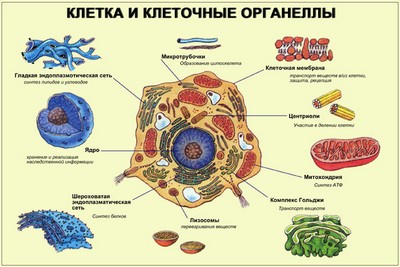 Органоиды клетки: просто и понятно об их роли в биологии