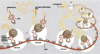 синтез белка