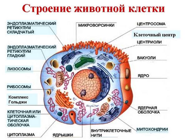 будова клітини