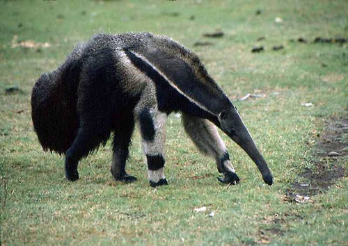 Giant Anteater