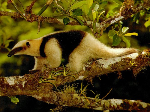 Tamandois Anteater