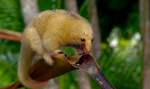 Pygmy Anteater