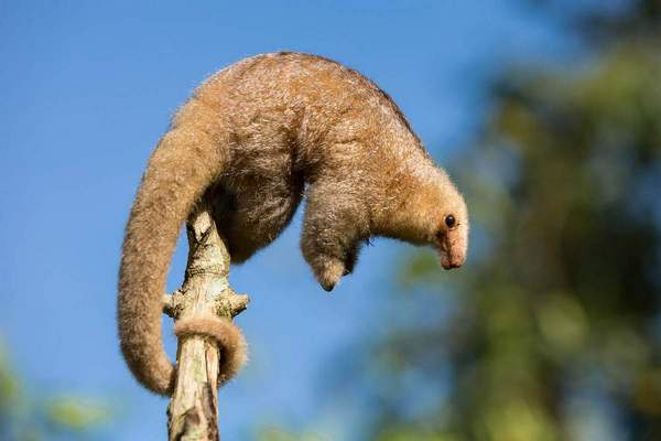 pygmy anteater