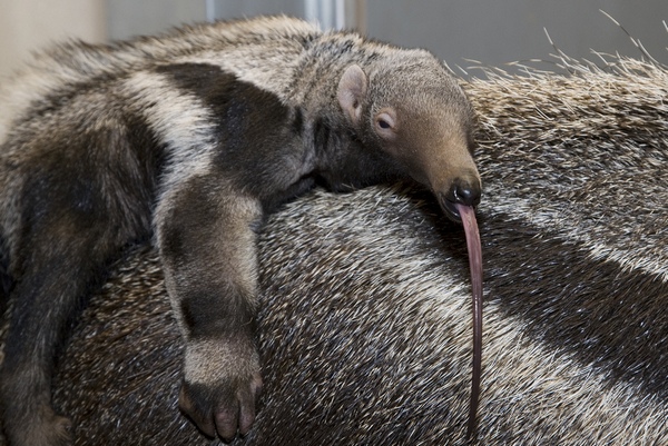 baby anteater