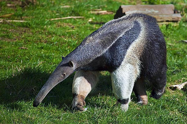 Anteater