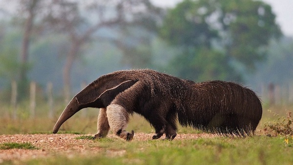 Anteater